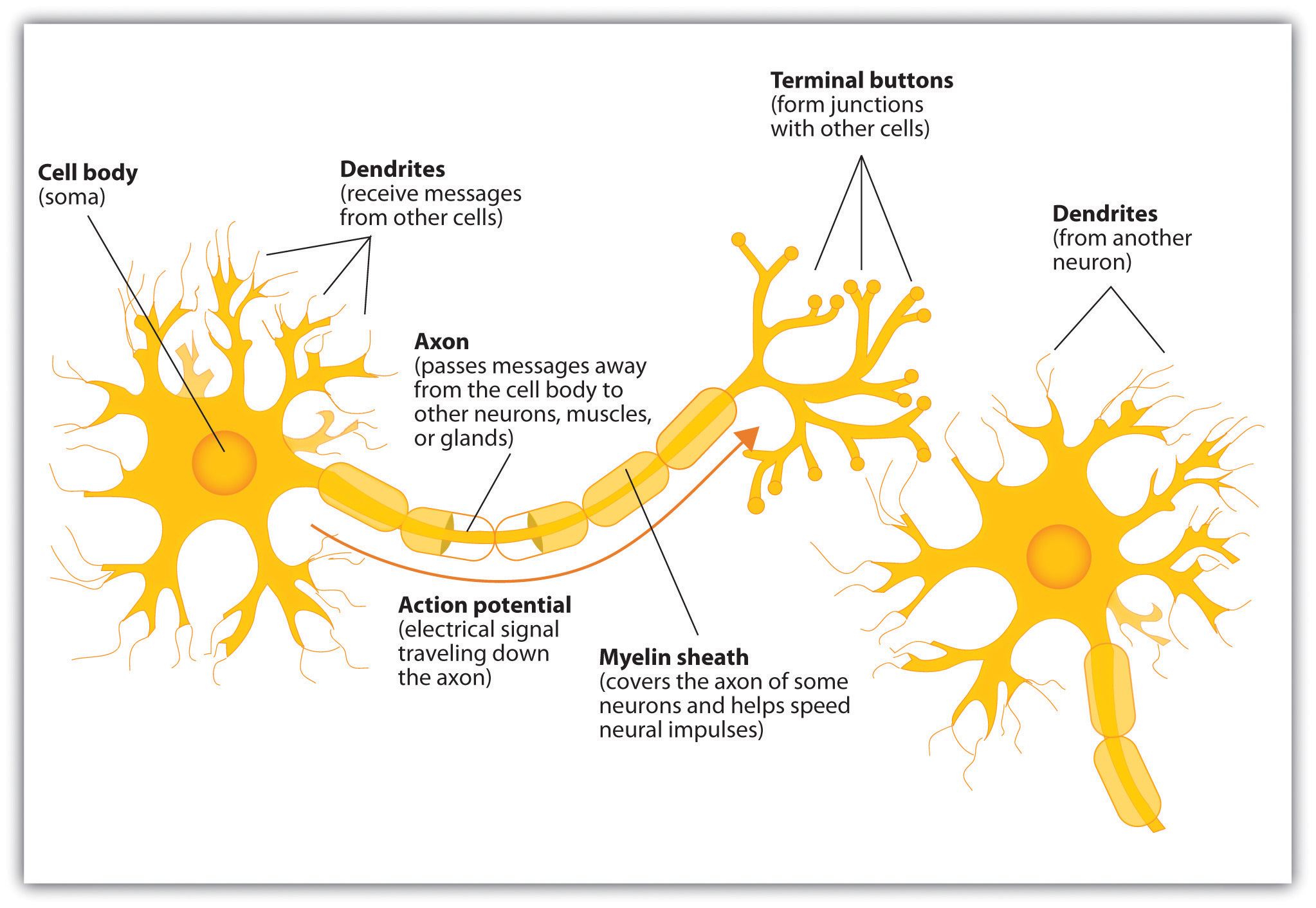 sensory neuron diagram labeled