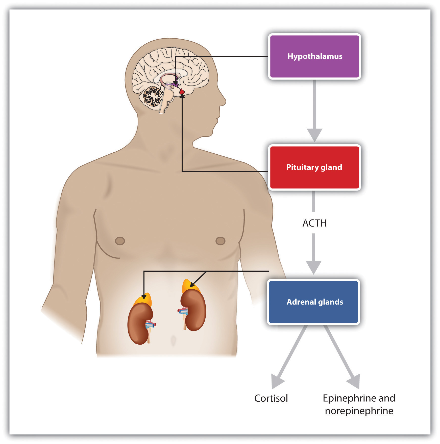 looking-for-natural-short-term-relief-of-depression-symptoms