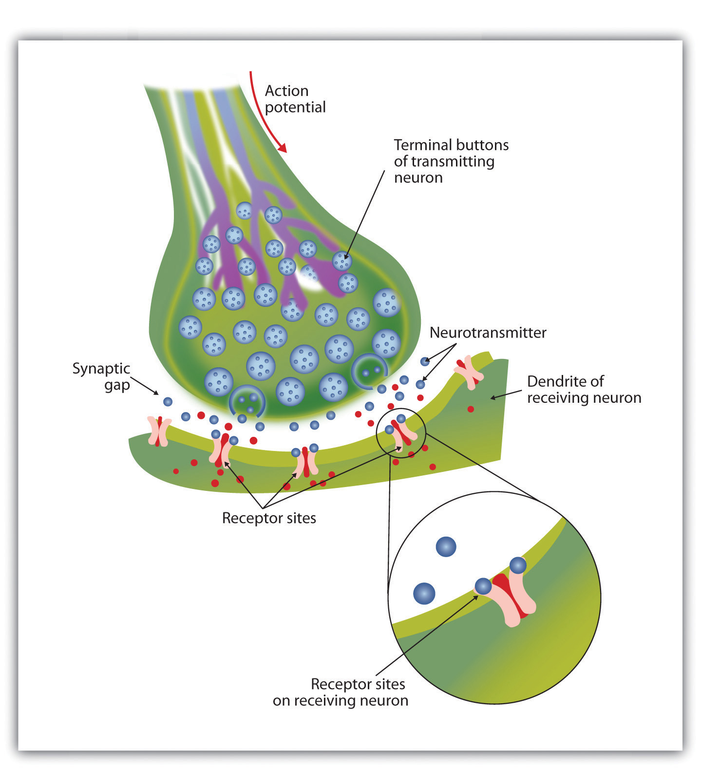 action potential diagram synapse