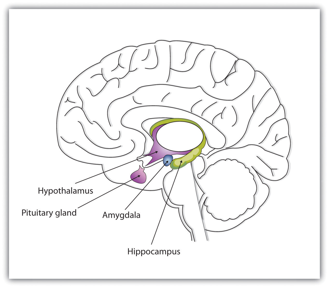 brain limbic system blank