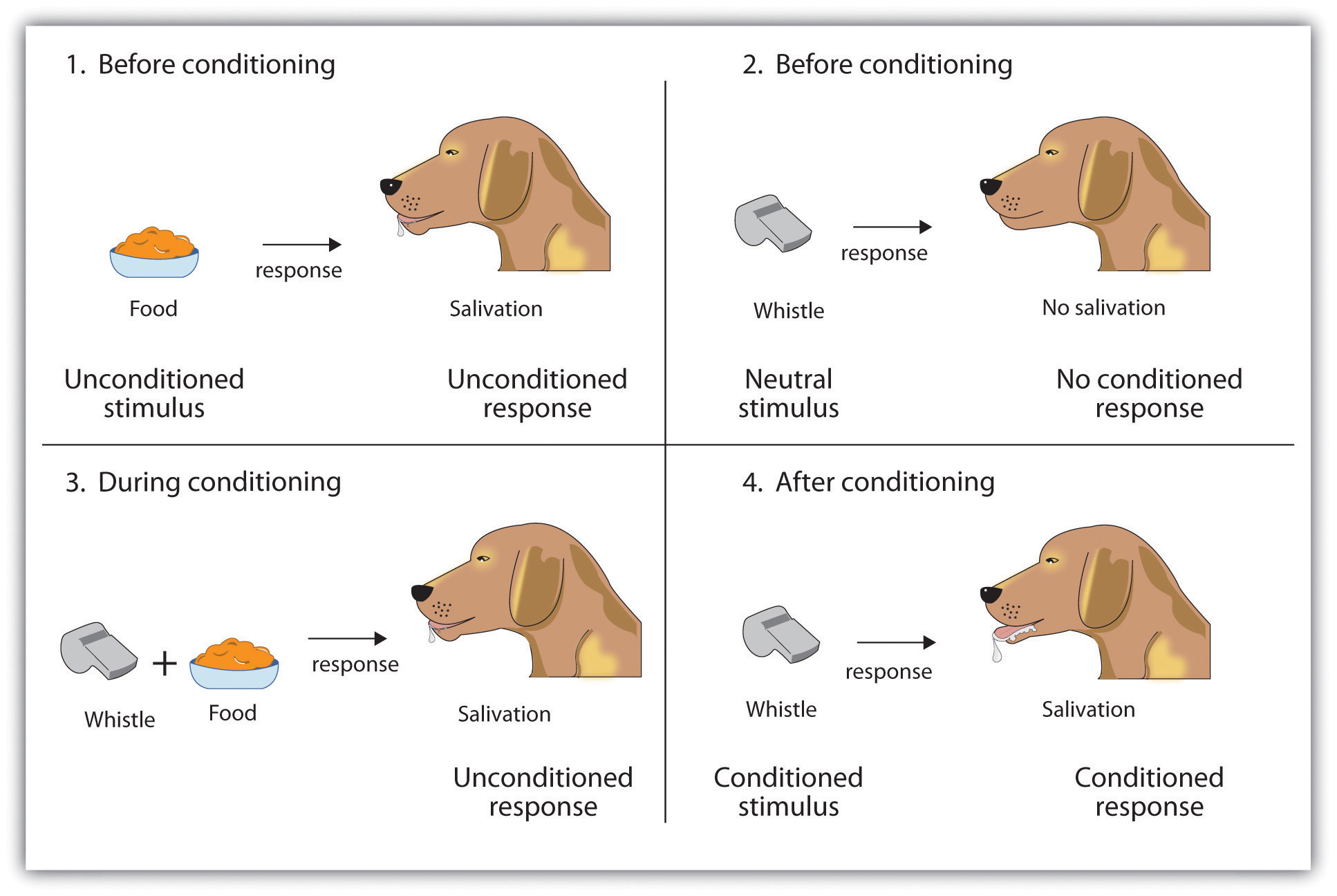 how did ivan pavlov discovered the process of conditioning when working with dogs