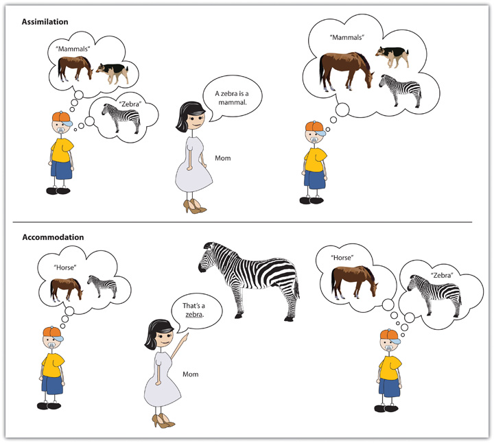 Assimilation and accommodation examples in infants new arrivals