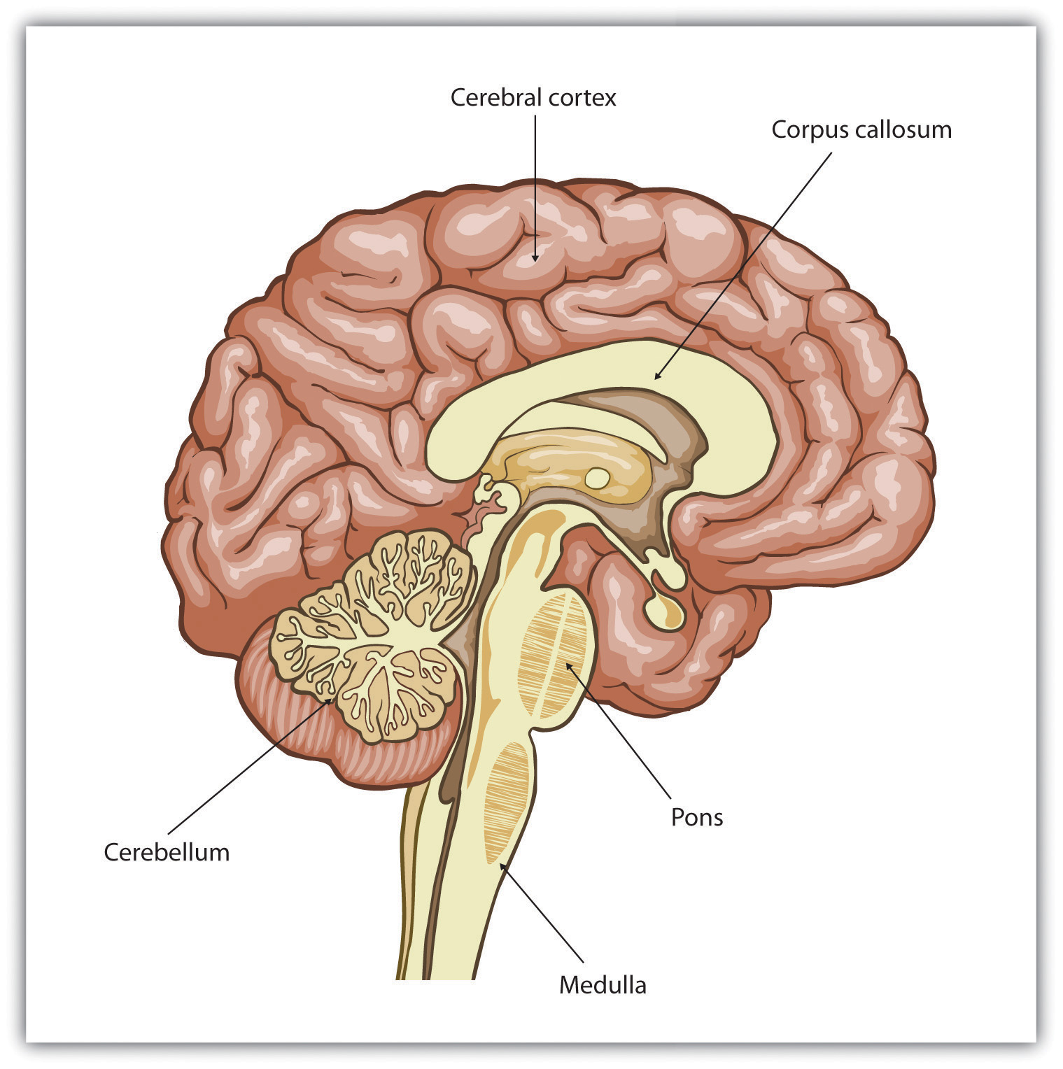 cerebellar cortex anatomy