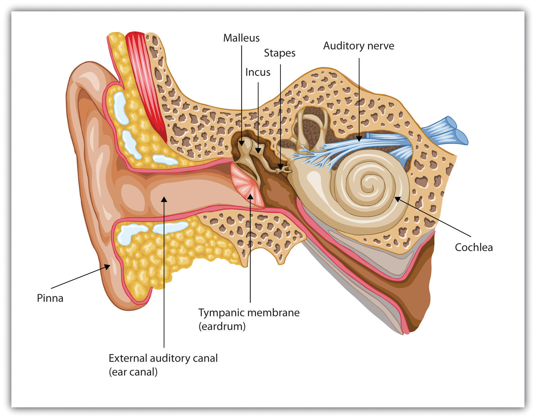 5-3-hearing-introduction-to-psychology-1st-canadian-edition