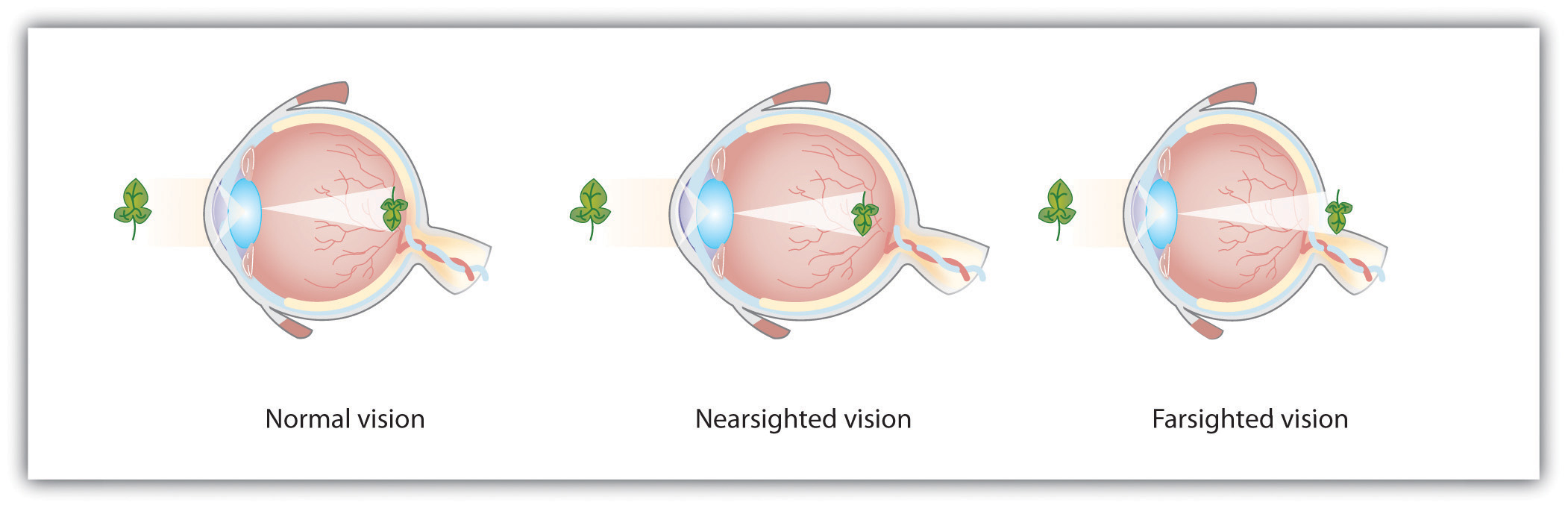The Eye-Opening Neuroscience Behind Your Vision