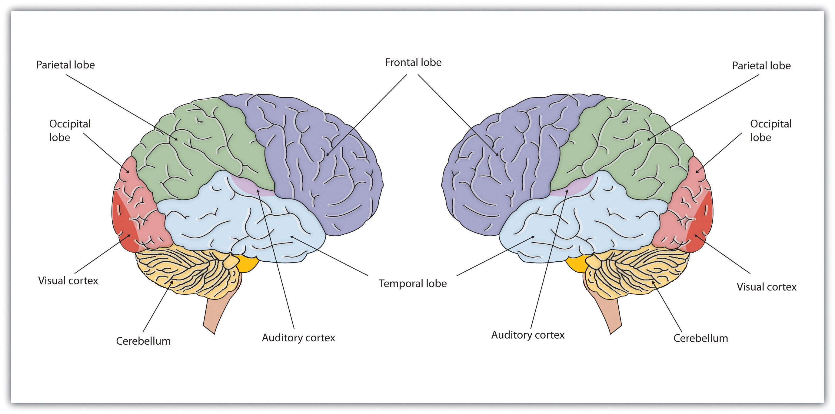 left side of the brain labeled