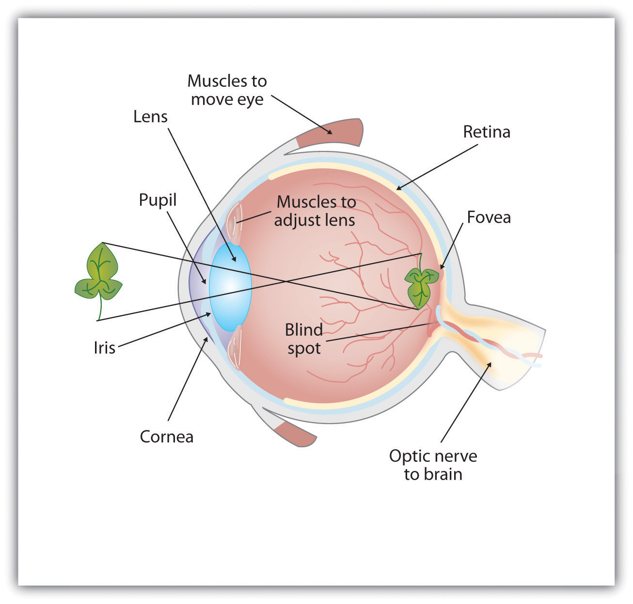 Introduction To The Eye