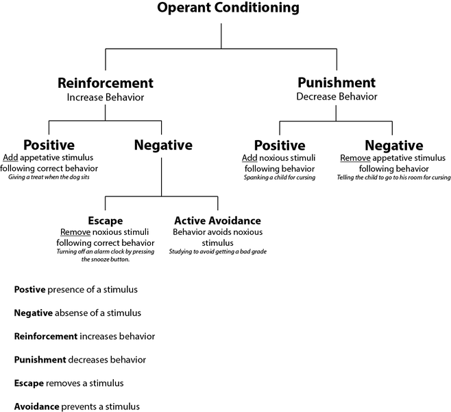 baby albert conditioning worksheet answer key