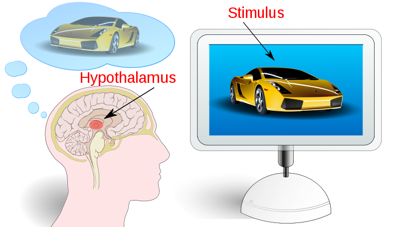 A fancy, fast car in an advertisement stimulates the hypothalams in the brain.