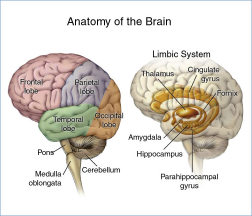 parts of the brain and their functions for kids