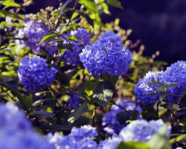 This species of hydrangea has flowers that can be either red or blue. Why the color difference? Source: “Hydrangea” by Janne Moren is Licensed under the Creative Commons Attribution-NonCommercial-ShareAlike 2.0 Generic.