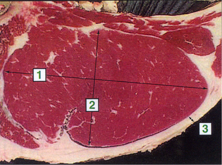 Processing data: carcass weight (kg), breast weight (g), carcass Yield