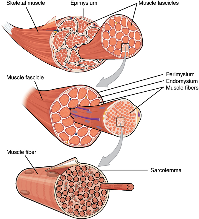 The Structure of Meat