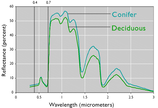 Graph showing spectral response patterns of conifer trees and deciduous trees