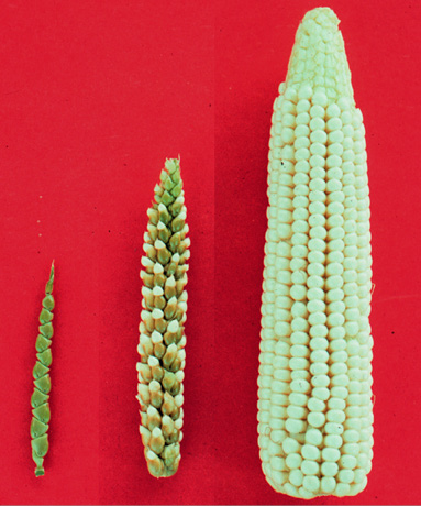 Maize-teosinte.jpg