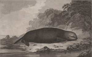 This ungainly interpretation of a sea otter comes from James Cook's account, A Voyage to the Pacific Ocean (1776). (Attributed to S. Smith, after John Webber.)