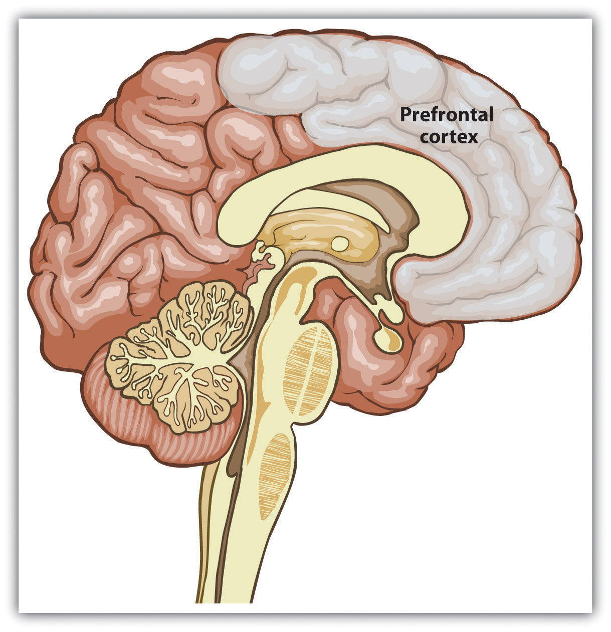 initial-impression-formation-principles-of-social-psychology-brown