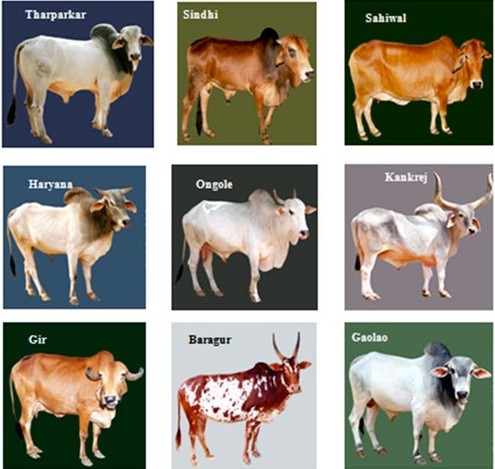 Figure 5.3 There are many variations of the basic MOOC designs  Image: © Dairy Cattle, India, 2014© Dairy Cattle, India, 2014