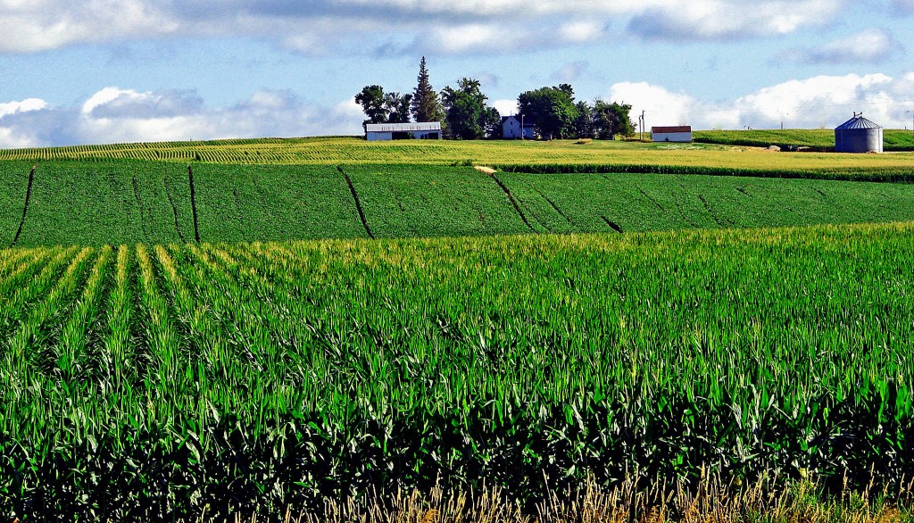 Rolling fields of crops.