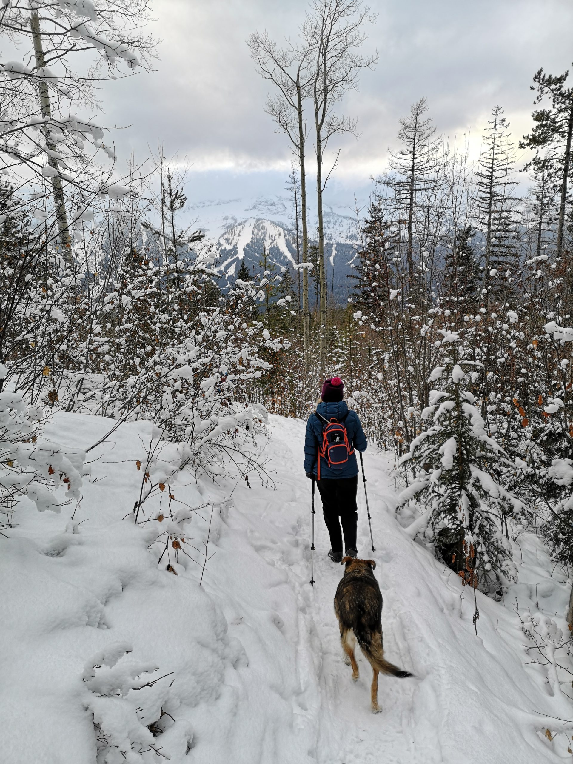 snowshoeing in the forest