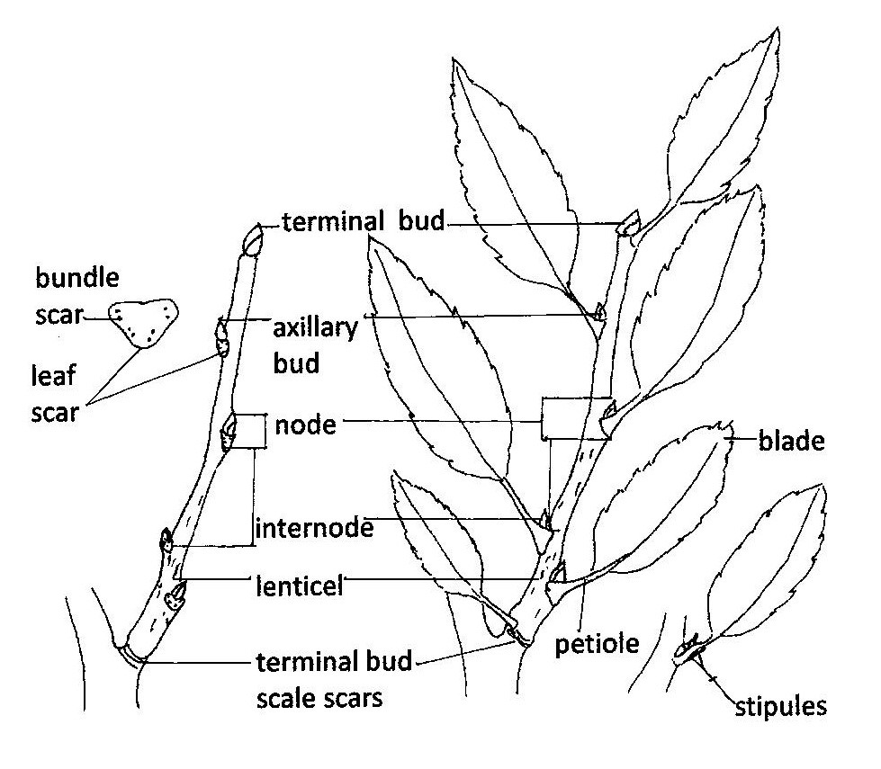 External features of a woody stem illustrated in black and white with terms next to features