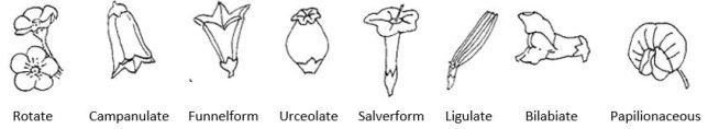 Flower corolla shapes with terms below: rotate, campanulate, funnelform, urceolate, salverform, ligulate, bilabiate, papilionaceous