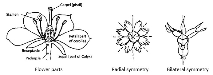 Plant Morphology – Flowers and Fruit – Red Seal Landscape ...