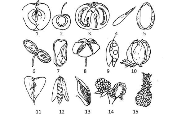 Fruit types with numbers below, 1 to 15. Terms given in next figure