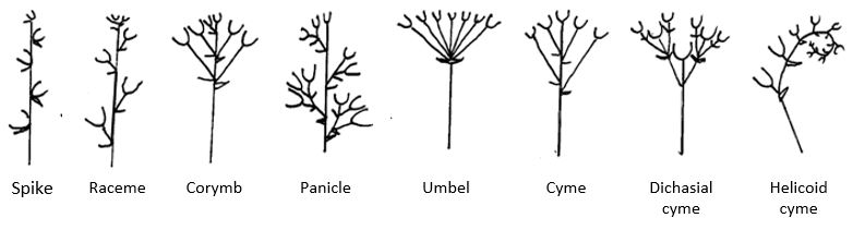 Inflorescence types with terms below: spike, raceme, corymb, panicle, umbel, cyme, dichasial cyme, helicoid cyme