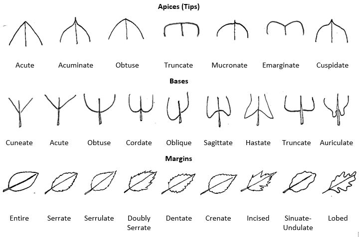 Leaf morphology chart with tips (acute, accuminate, obtuse, truncate, mucronate, emarginate, cuspidate); bases (cuneate, acute, obtuse, cordate, oblique, sagittate, hastate, truncate, auriculate); and margins (entire, serrate, serrulate, doubly serrate, dentate, crenate, incised, sinuate-undulate, lobed)