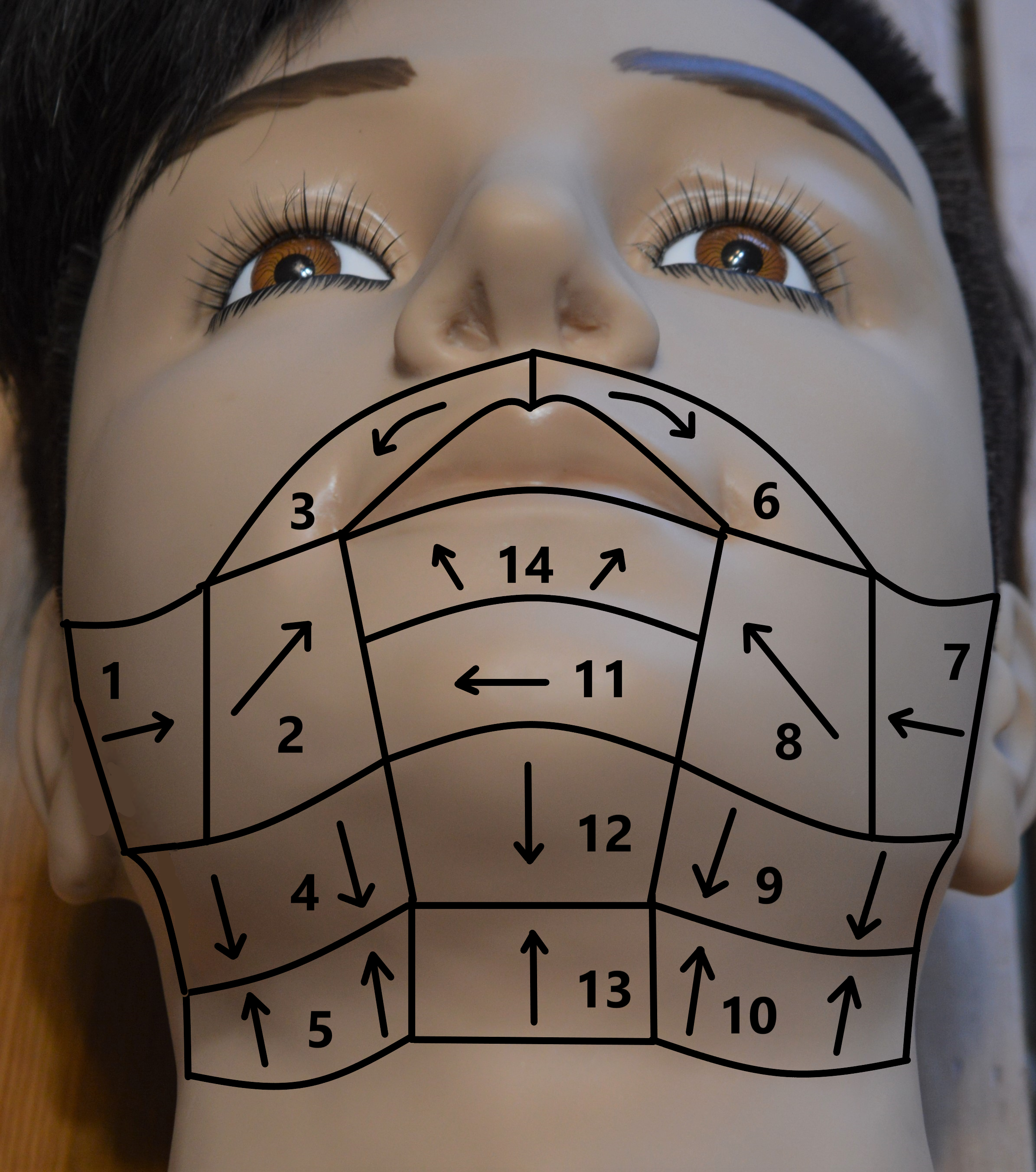 A mannequin with the 14 shaving areas labelled. See the previous chapter for full description.
