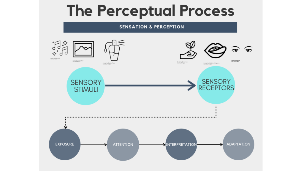 Graphic depicting sensory receptors processing environmental stimuli and further processing stimuli through Exposure, Attention, Interpretation, and eventually Adaptation.