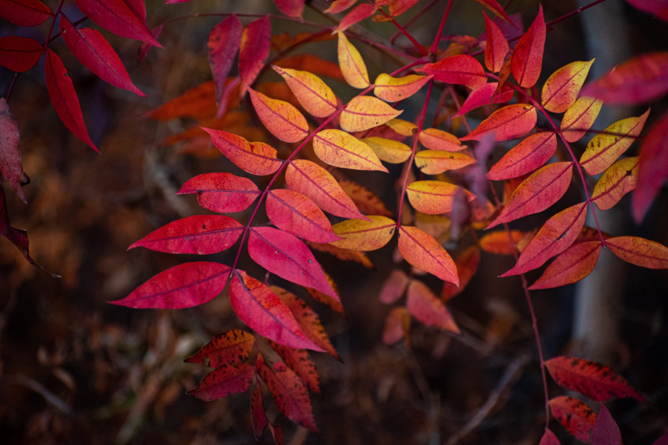 Image of small branches of leaves that are colourful—red, orange, yellow—showing the changing of the season from summer ot fall. Image meant to represent the nature and ecology.