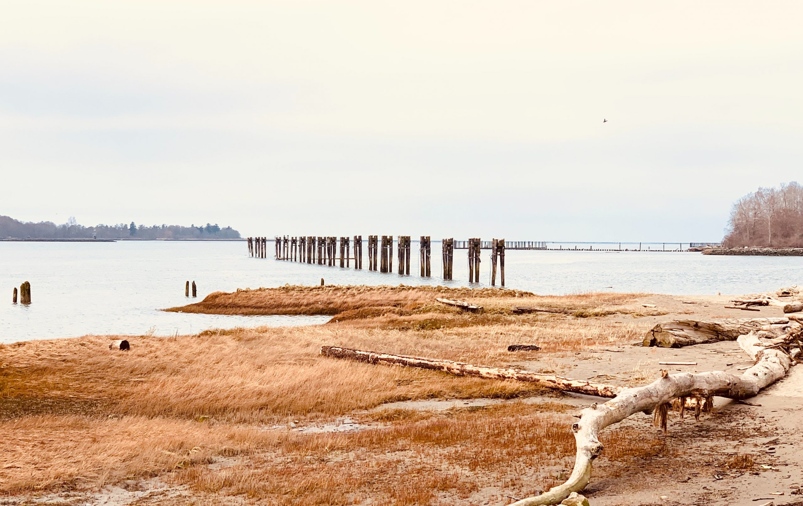 A view of the Fraser River from the shoreline at low tide on Musqueam unceded territory.