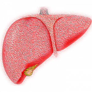 Image of a human liver