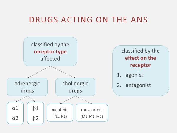 Graphic flowchart image depicting the classes of drugs acting on the ANS