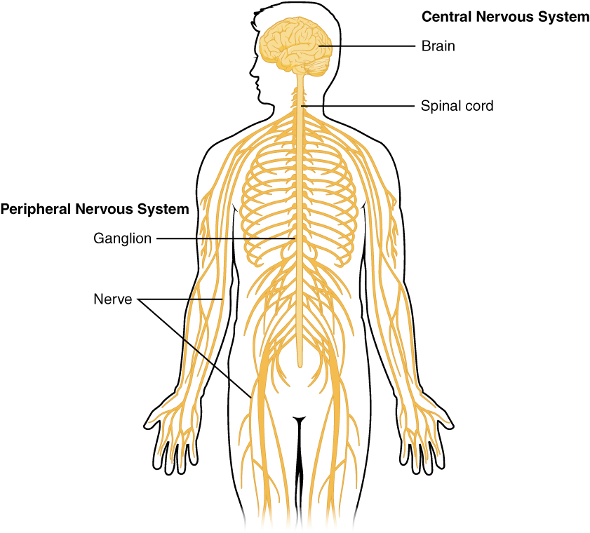 Outline of human body showing Central and Peripheral Nervous systems, with labels indicating locations of brain, spinal cord, ganglion, and nerves.