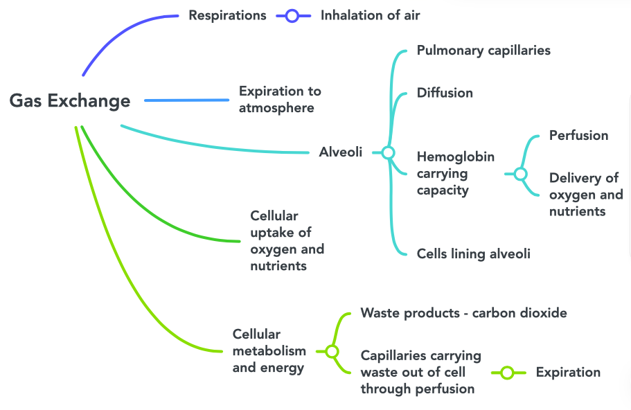 This concept map shows the connection between gas exchange- our body systems- and perfusion.