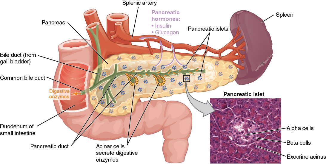 Illustration and micrograph showing pancreas and surrounding structures, with labels.