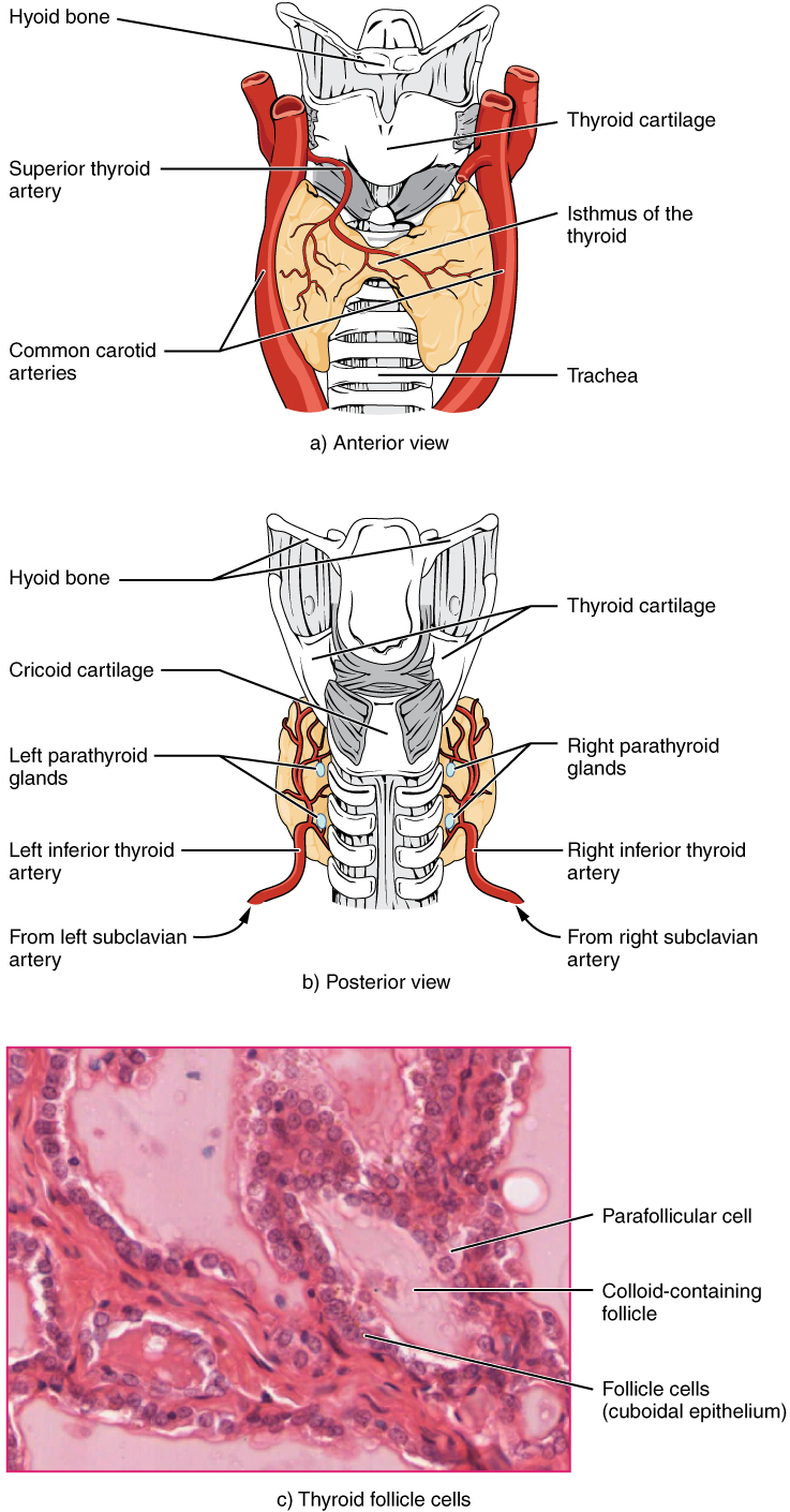 Illustration and micrograph showing thyroid and surrounding structures.