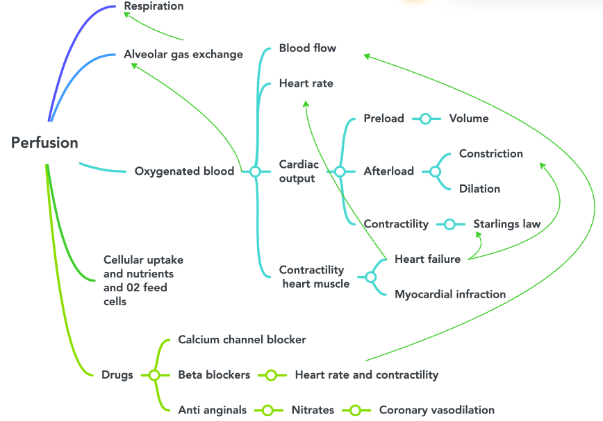 This concept map is one example of how perfusion impacts our body systems and the drugs that will cause an effect when taken. These are the common pathophysiology and pharmacology areas for perfusion in our body.