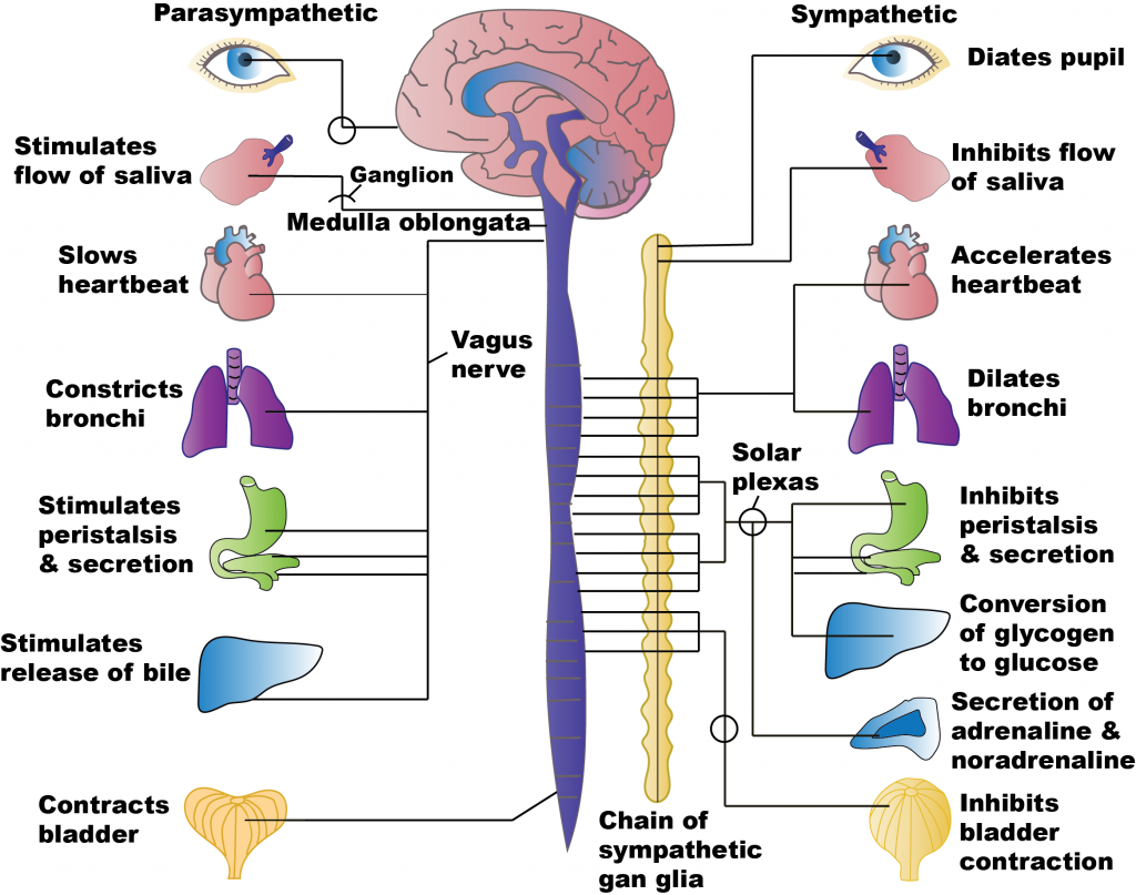 Diagram showing parts of parasympathetic and sympathetic stimulation on labeled target organs.