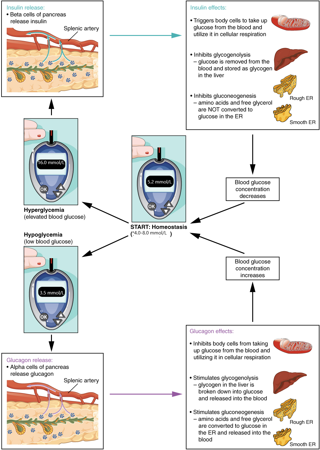 Flowchart image showing hemostatic regulation of blood glucose levels