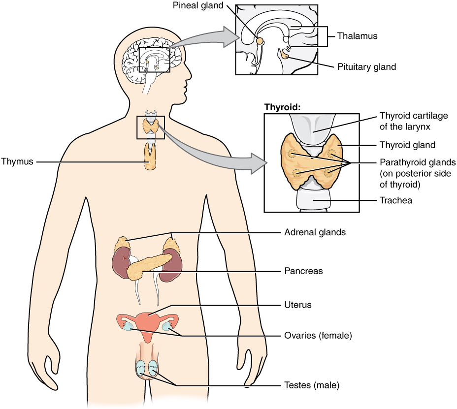 Illustration of human body showing labeled parts of endocrine system