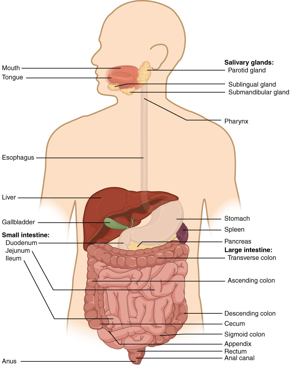 Illustrations showing labeled components of the GI system on a human torso