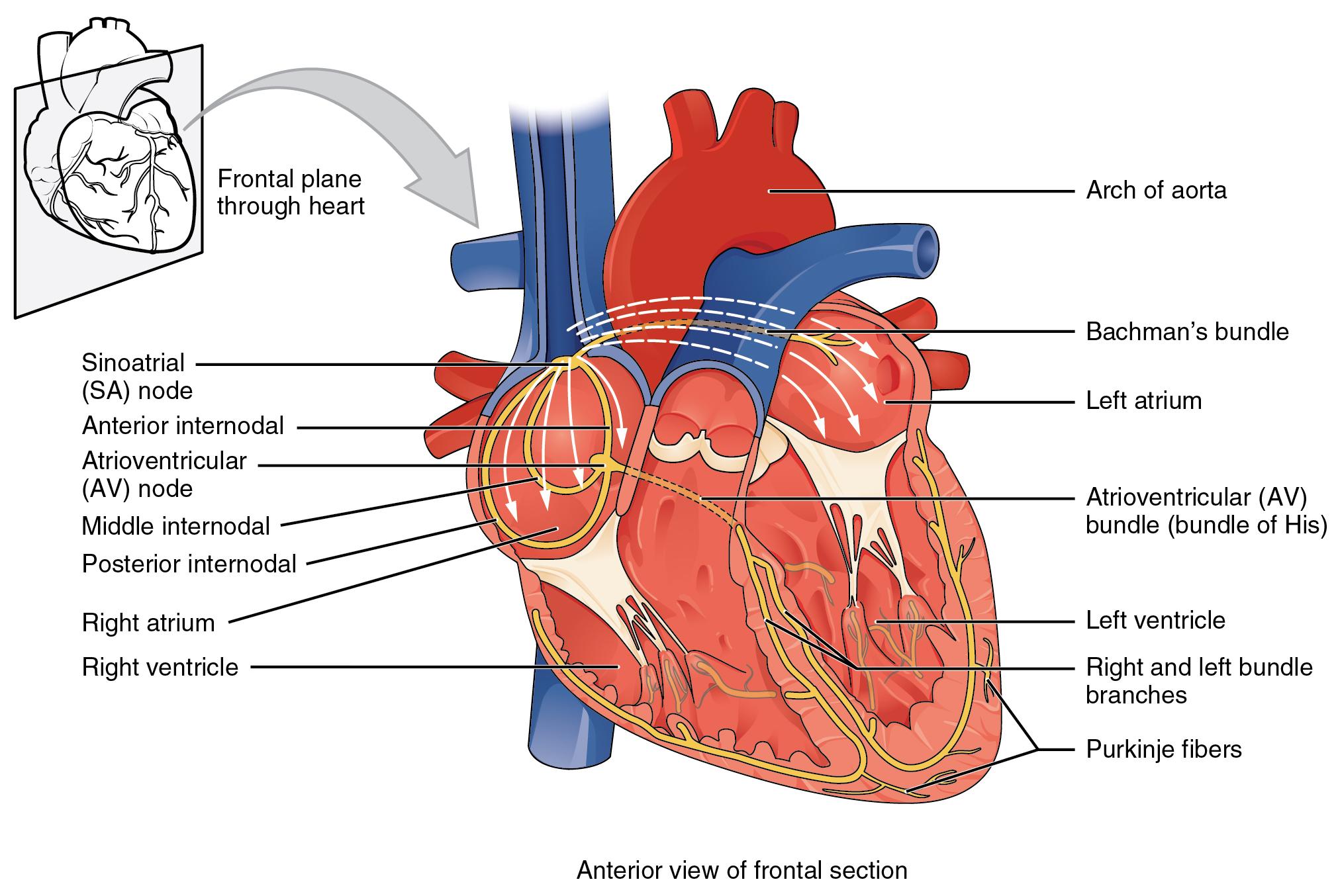Illustration of human heart from anterior view of frontal section with labels for major areas. Also has small inset illustration of frontal plane through heart.