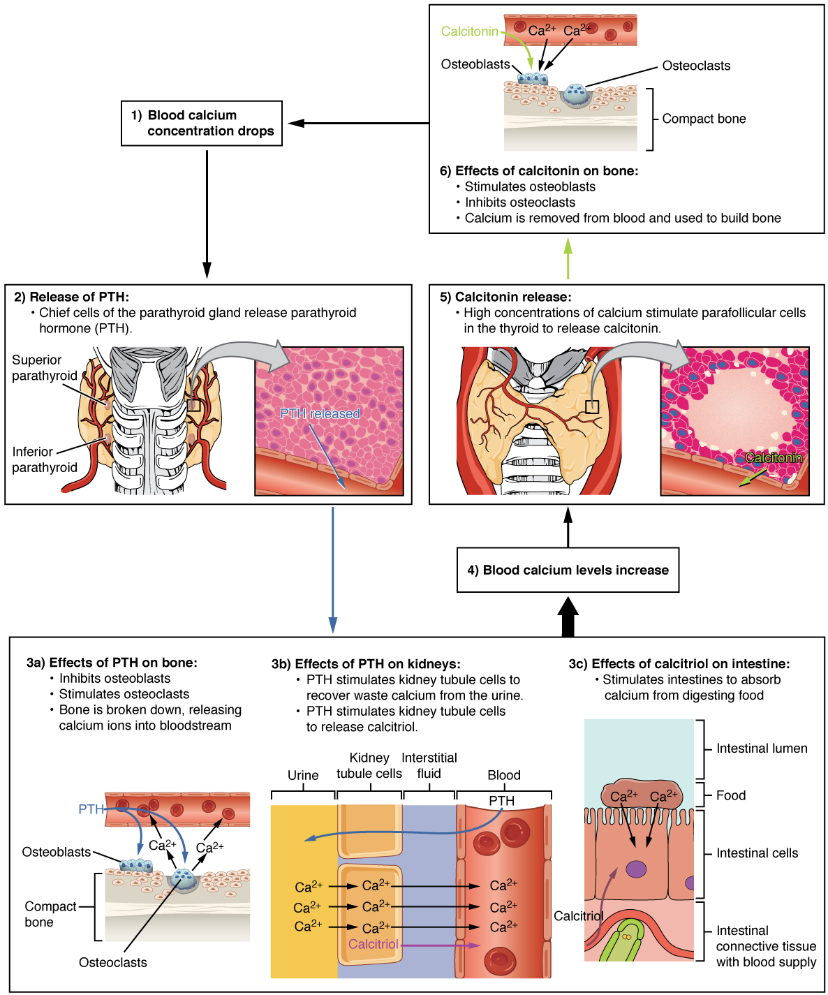 Illustrations showing parathyroid hormone maintaining blood calcium homeostasis