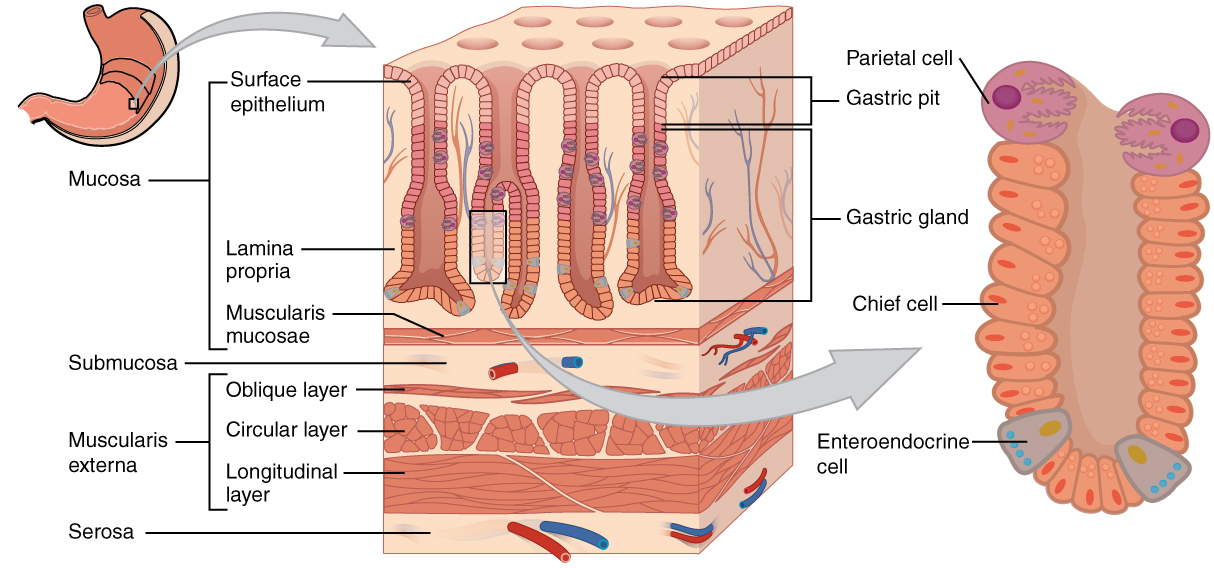 Illustration showing labeled parts of stomach with enlargement of the gastric gland.