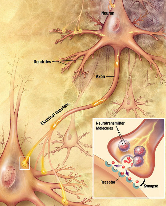 dendrites, axon and electrical impulses, with magnified inset of synapse, receptor and neurotransmitter molecules.