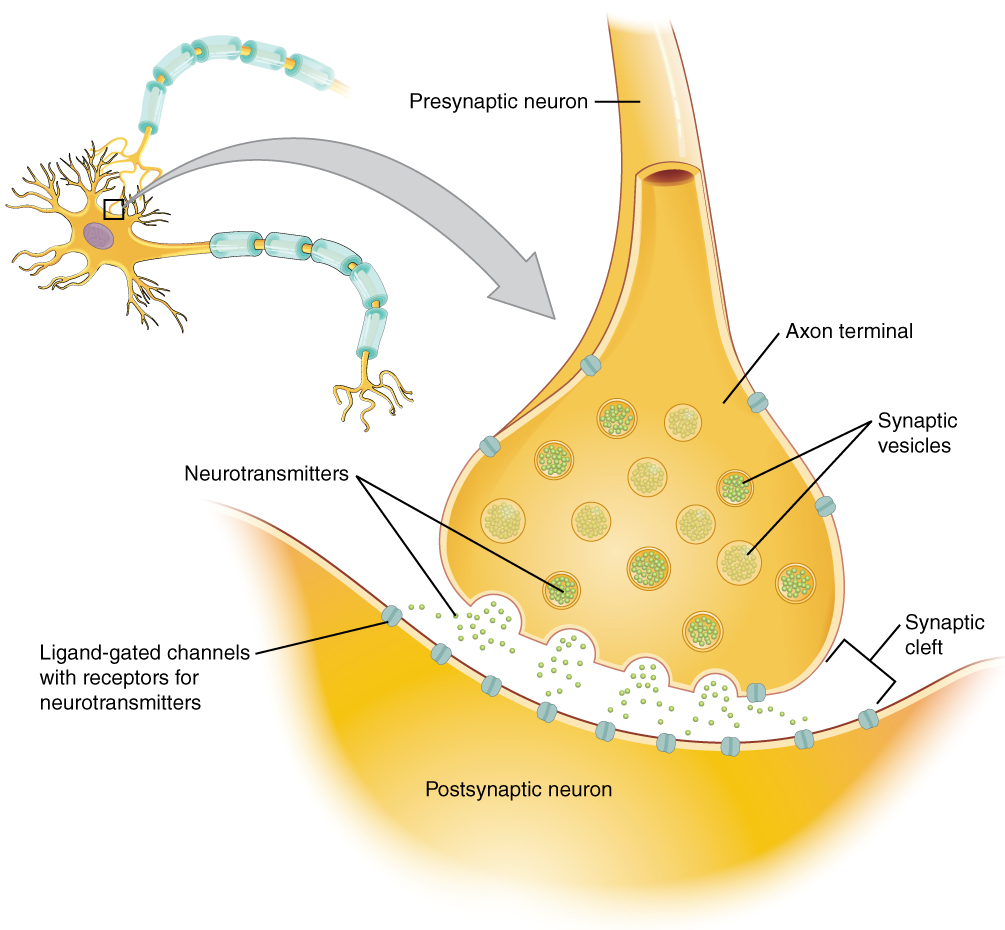 presynaptic neuron, axon terminal, synaptic vesicles, neurotransmitters, synaptic cleft, ligand-gated channels with receptors for neurotransmitters, postsynaptic neuron.